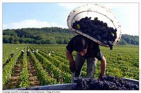 Vendanges dans le Layon pour des élèves de restauration